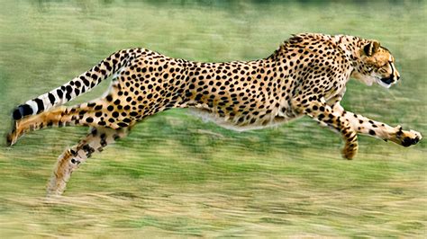 Top 110 + Cheetah fastest animal on earth - Lestwinsonline.com