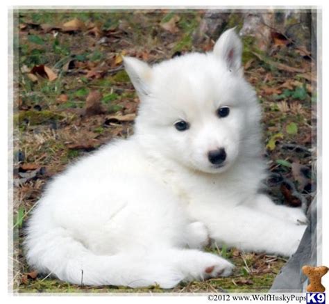 Image - Wolf Husky Pups wolf-dog-a2012101019339.jpg - YoungOnesPack Wiki