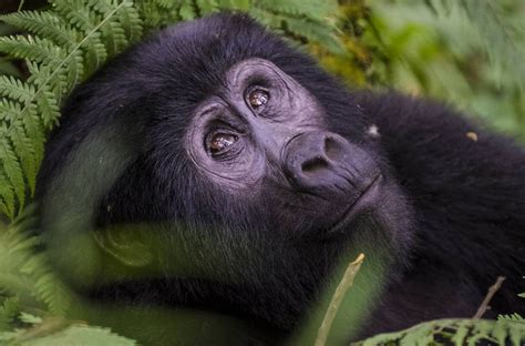 Bwindi Impenetrable National Park | Encircle East Africa