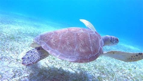 Ferry Culebra Day Trip from San Juan | Flamenco Beach | I VENTURES