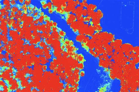 Forest inventory - Kîsik Geospatial & Aerial Survey