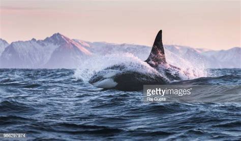 48 Orca Breaching Stock Photos, High-Res Pictures, and Images - Getty Images