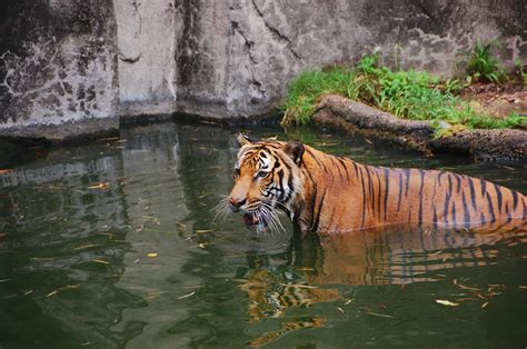 File:Tiger Houston Zoo 2007-08-31.jpg - Wikimedia Commons