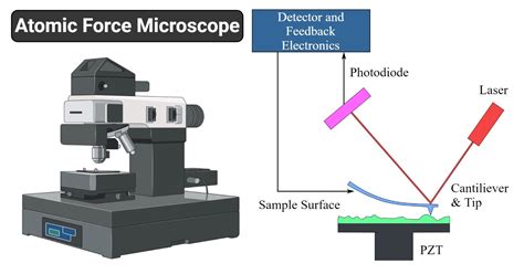 Atomic Force Microscope: Principle, Parts, Uses - Microbe Notes