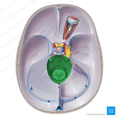 Tentorium cerebelli: Anatomy and function | Kenhub