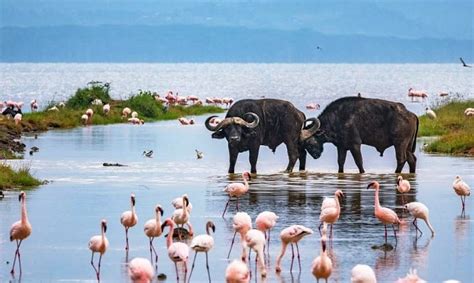 Facts About Lake Nakuru Nakuru National Park | Lake Nakuru Park