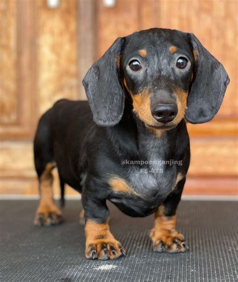 Tekel / dachshund - Category - Dog Society Kennel Bali