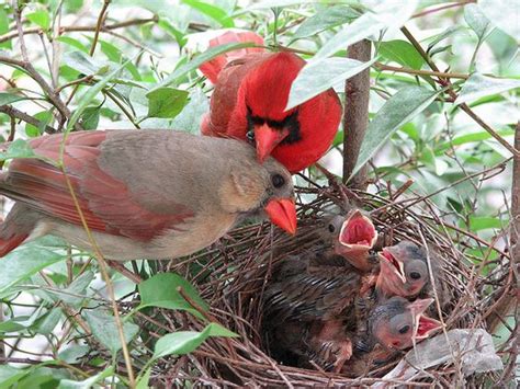 we had a cardinal family make a nest in the rose bush and raise two eggs. we even saw one fly ...