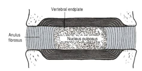 Intervertebral disc - Physiopedia