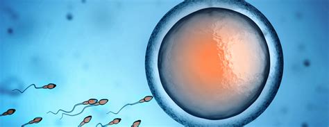 Conception Pregnancy Stages Fetal Development