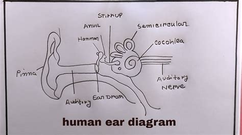 Discover more than 71 ear diagram sketch latest - seven.edu.vn