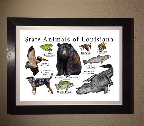 Louisiana State Animals Poster Print - Etsy