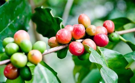 Medicinal Use of Coffee - Coffea Arabica (Rubiaceae) | Herbs and Remedies