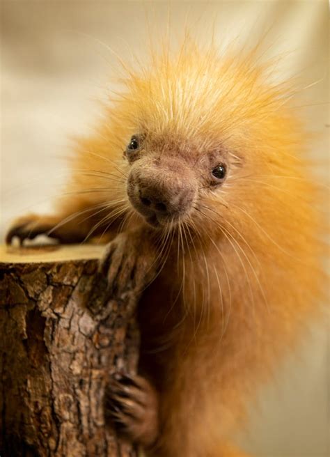 Disney Shares First Pictures of Adorable Prehensile-Tailed Porcupine Born at Animal Kingdom