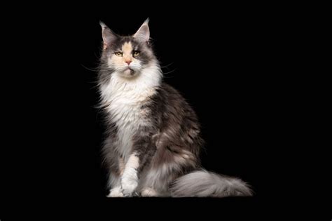 5 Long Hair Calico Cat Breeds – Caution, Rare Cats Alert!