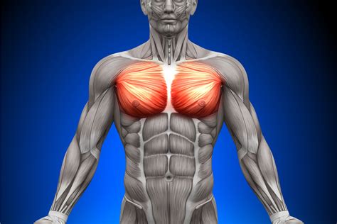 Muskelskolan: Pectoralis Major