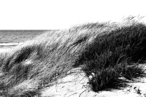 dune grass | Beach inspired, Water, Sand