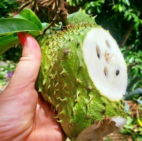 Side effects & 6 Amazing Health Benefits of Soursop Leaves - Nigerian Health Blog