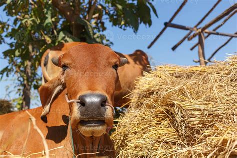 brown cow on the farm 6174739 Stock Photo at Vecteezy