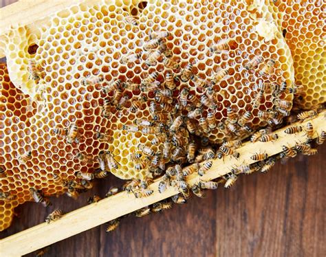 What is Comb Honey? - Two Hives Honey - Honey and Hive Tours in Austin, TX