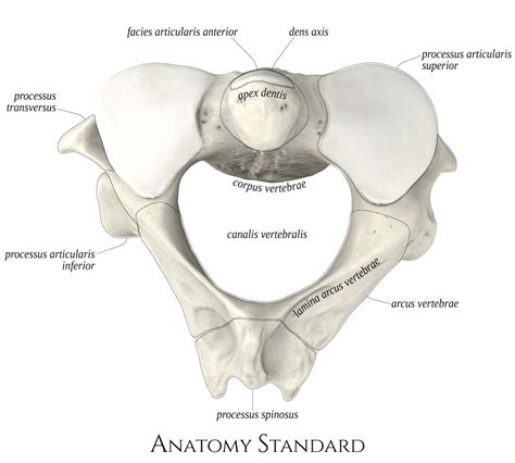 Axis. Top view | Axis vertebra, Anatomy, Vertebrae