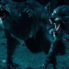 Werewolf | Underworld Wiki | Fandom powered by Wikia