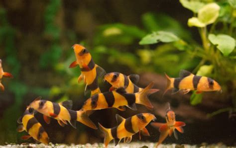 Bringing Aquatic Ensemble: Clown Loach Tank Mates🐟 | Fish Lab