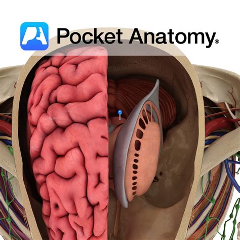 Superior colliculus - Pocket Anatomy