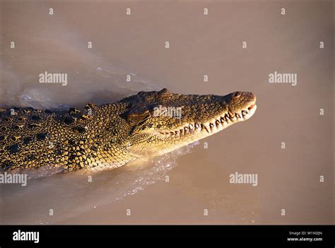 Saltwater Crocodile, Adelaide River NT, Australia Stock Photo - Alamy