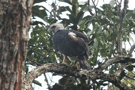 The Natural History Highlights of Guyana - Reef and Rainforest Tours