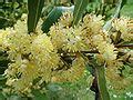 Category:Laurus nobilis flowers - Wikimedia Commons