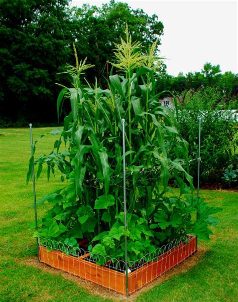 Square Foot Gardening Three Sisters - Hobby Granding