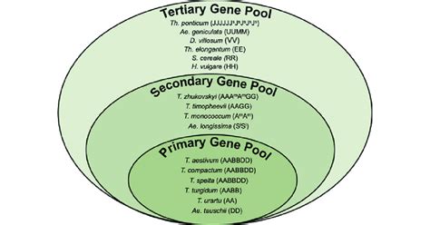 1 Overview of bread wheat's gene pools with examples in each category | Download Scientific Diagram