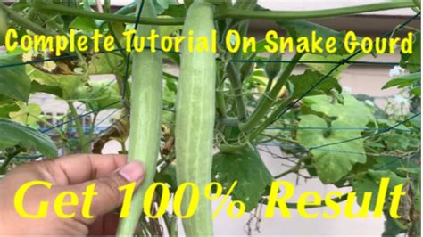 How To Grow And Care Organic Snake Gourd Plant In Container // Get 100% Result - YouTube