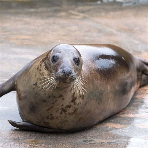 Education | The Cornish Seal Sanctuary