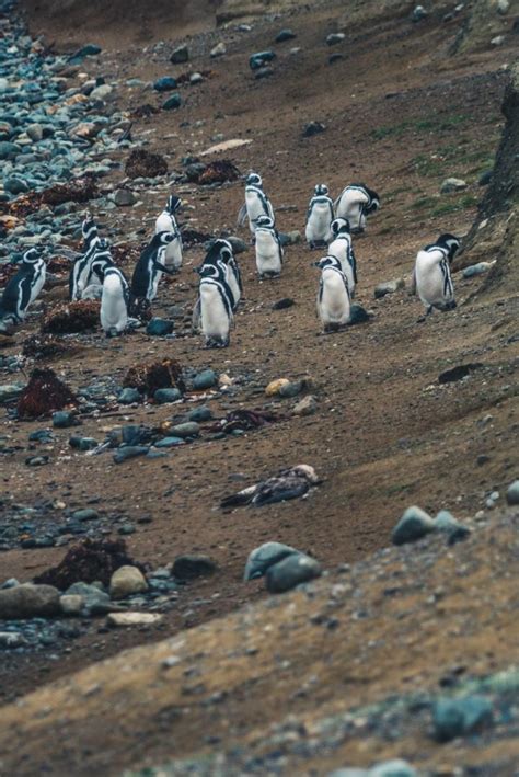 March Of The Penguins And The Roar Of Sea Lions In Punta Arenas, Chile ...