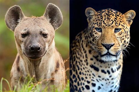 Hyena Vs Leopard: What’s The Difference?