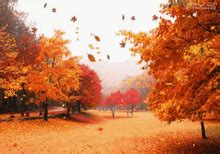 Autumn GIFs | Tenor