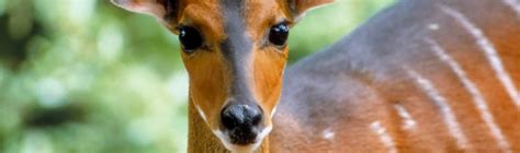 Bushbuck | African Wildlife Foundation