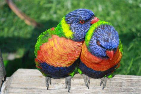 rainbow-lorikeet-334204_960_720-188rtwq – WildLIFE