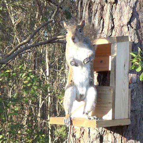 Squirrel Feeders for Sale: Four Great Ideas and Two Options To Avoid ...