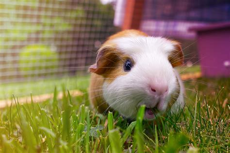 Guinea Pig Care Basics: Cages, Diet, Grooming More LoveToKnow Pets ...