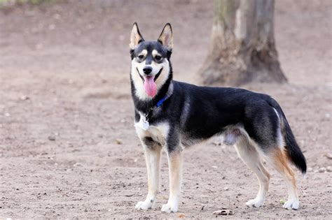 German Shepherd Poodle Mix, Female German Shepherd, German Shepherd Husky, German Shepherds, My ...