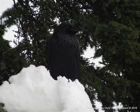 Snow Raven II by eaglesdarephoto on DeviantArt