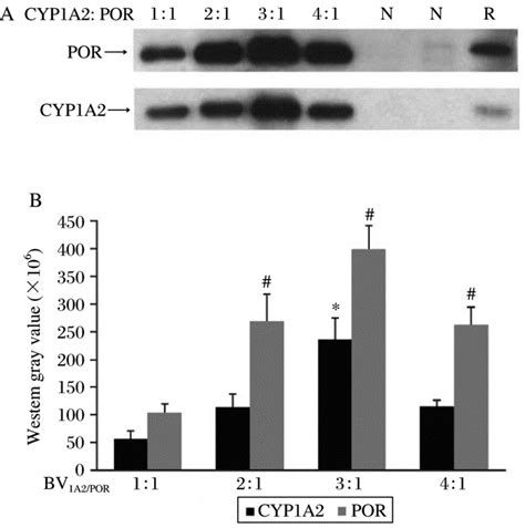 Microsomal proteins (5 µg) of each sample were used. The western blot ...