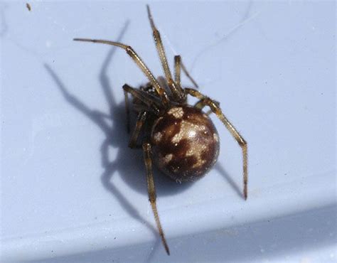 Triangulate Cobweb Spider | Spider bites, Household spiders, Spider