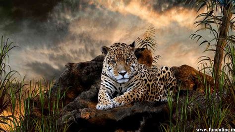 🔥 [50+] Jaguar Desktop Wallpapers | WallpaperSafari