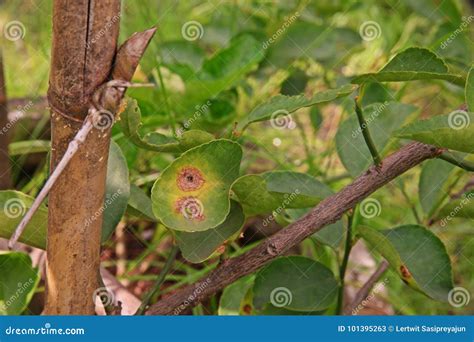 Citrus Canker from Bacteria Stock Image - Image of green, canker: 101395263