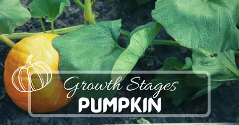 7 Pumpkin Growth Stages | Just Pure Gardening | 2024