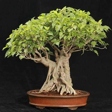 Bonsai Ficus, Indoor Bonsai Tree, Bonsai Seeds, Indoor Plants, Indoor ...